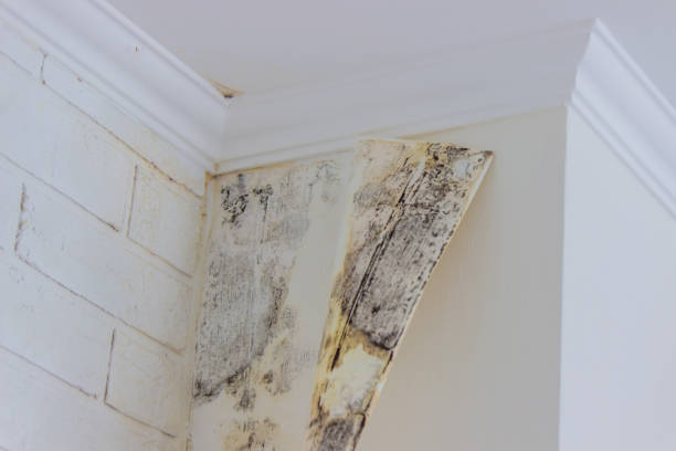 Trusted West Dennis, MA Mold Inspection, Removal & Remediation Experts